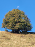 L'arbre et la lune